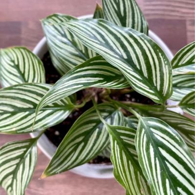  Calathea roseopicta