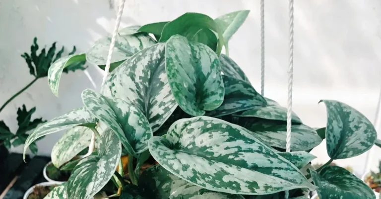 The secret to growing Scindapsus leaves that are vibrant and healthy.