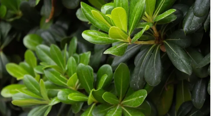 How to Grow Pittosporum: Expert Care Tips for Beautiful Foliage