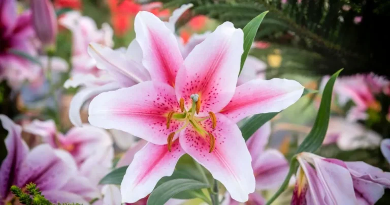 Asiatic Lilies: 10 Secrets to Growing Stunning Blooms in Any Garden