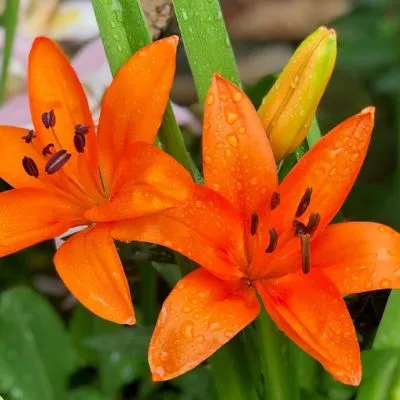 Asiatic lilies