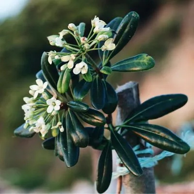 Pittosporum