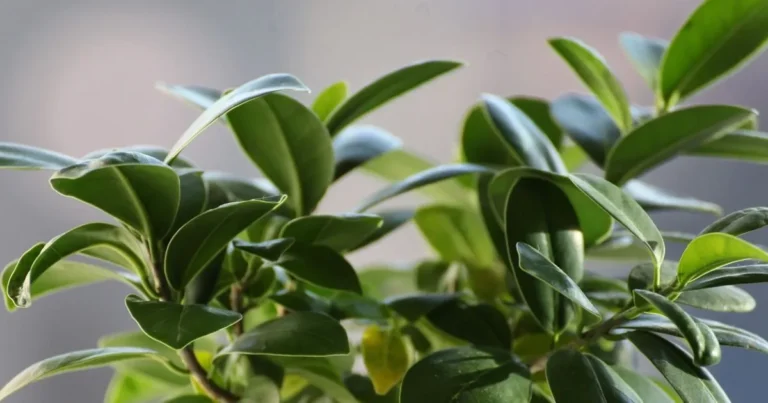 How to Grow Ficus Audrey Indoors: Light, Water, and Soil Essentials