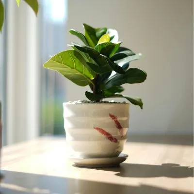 Ficus Audrey