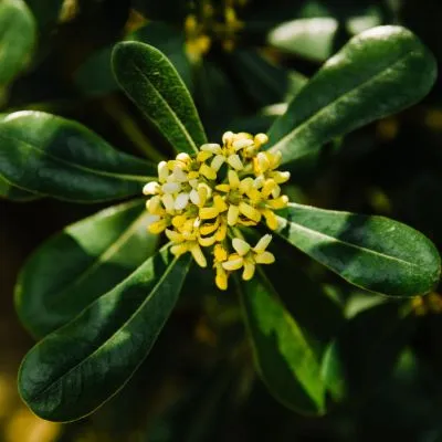 Pittosporum