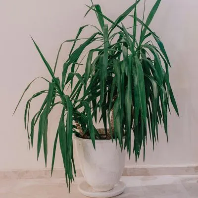 Dracaena