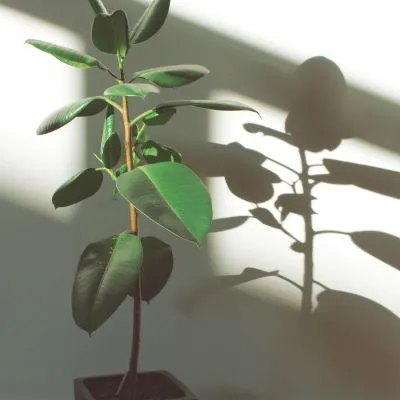 Ficus Audrey