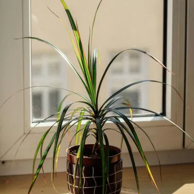 Dracaena