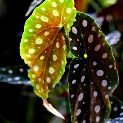 Angel Wing Begonias