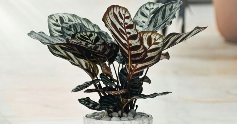 Calathea Roseopicta: 7 Essential Tips for Growing a Thriving Indoors