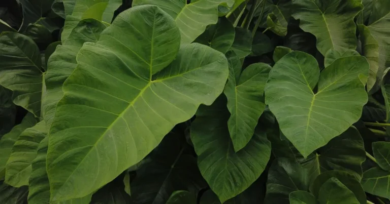 Grow Alocasia Wentii Like a Pro: Easy Care Tips