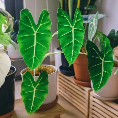 Alocasia wentii