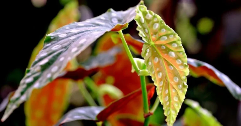 Your Guide to Growing Angel Wing Begonia Indoors and Outdoors