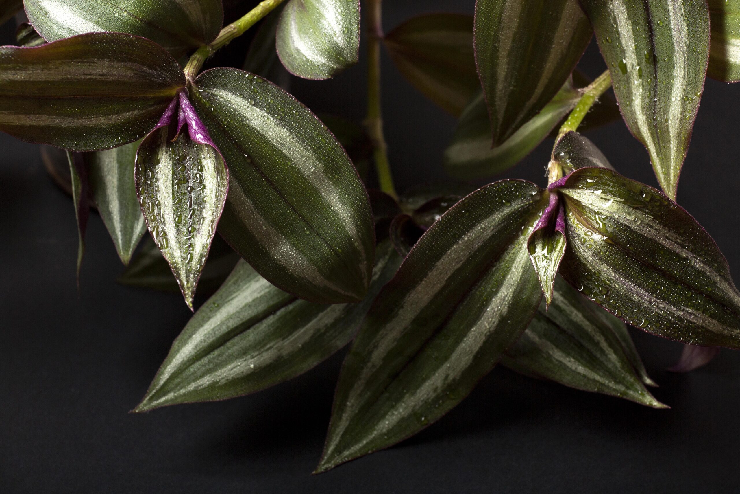 Wandering Jew