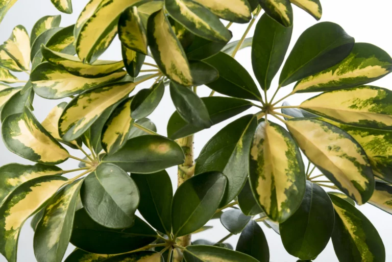 Schefflera Arboricola Care Made Easy: Beginner-Friendly Tips