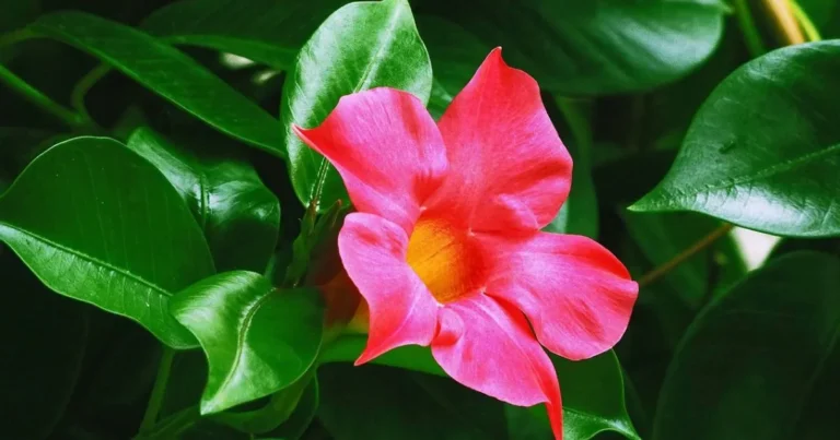 Dipladenia Care Made Simple: Your Complete Guide to Thriving Blooms