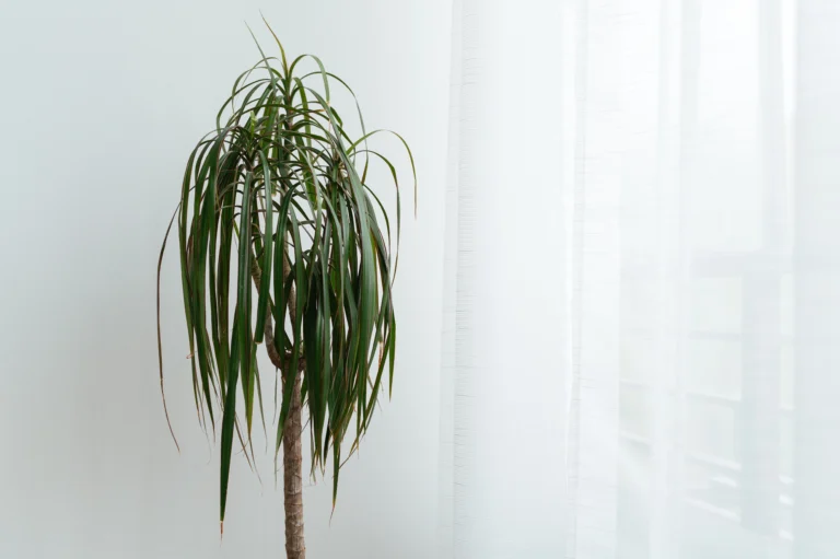 10 Amazing Benefits of Growing a Dracaena at Home