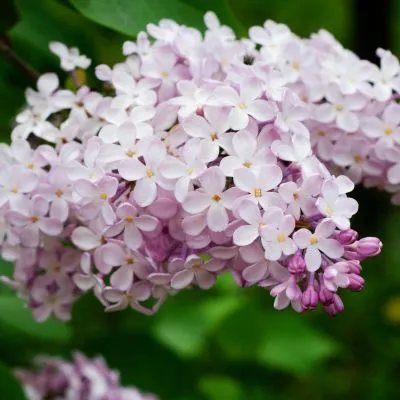 lilac foliage