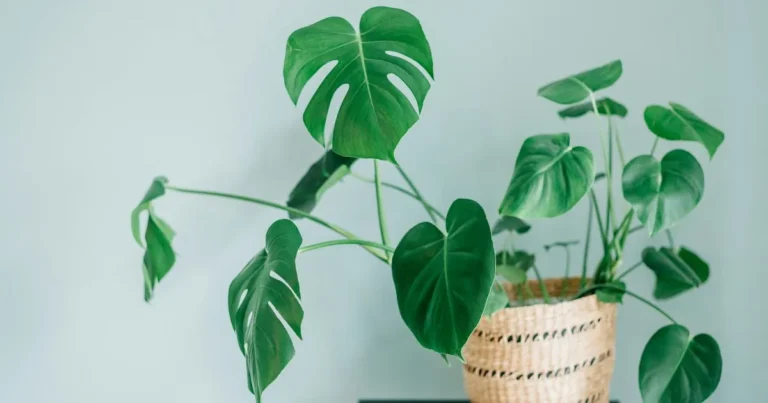 How to Propagate Monstera: 7 Easy Steps for New Plants to Thrive