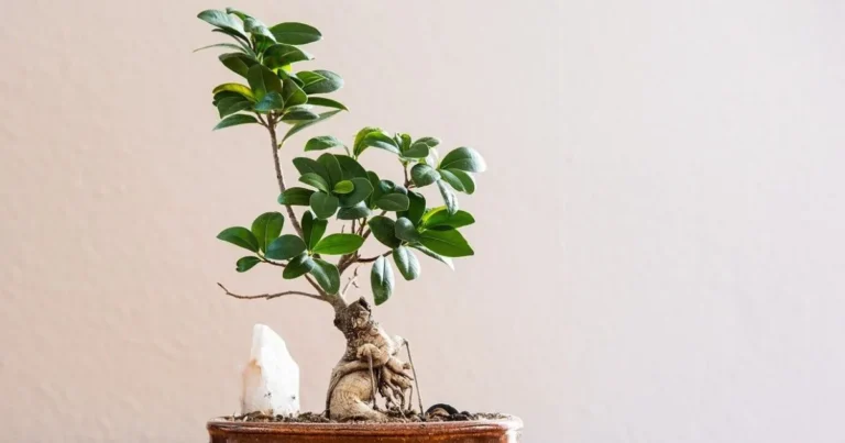 Top 7 Tips to Grow a Thriving Ficus Bonsai at Home