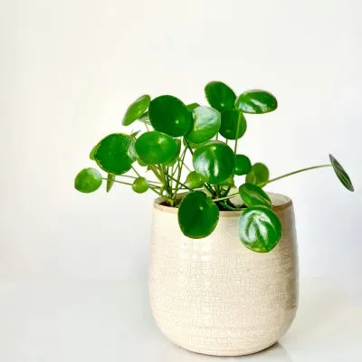 Pilea Peperomioides