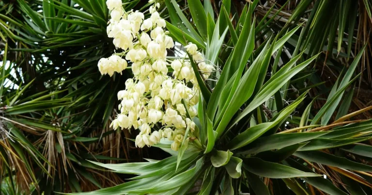 Unlocking the Beauty of the Yucca Plant Bloom: A Complete Guide