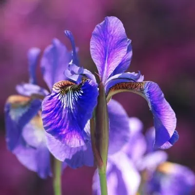 Blue iris