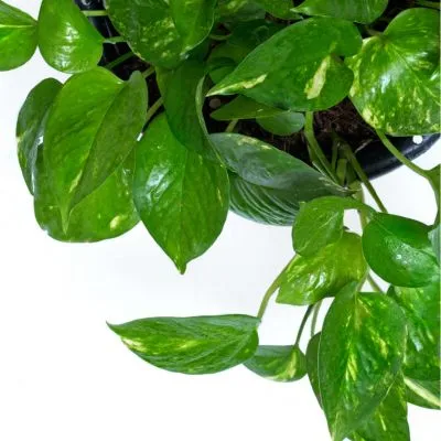 Manjula Pothos