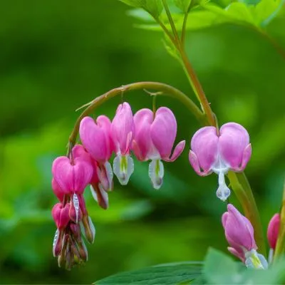 Bleeding Heart