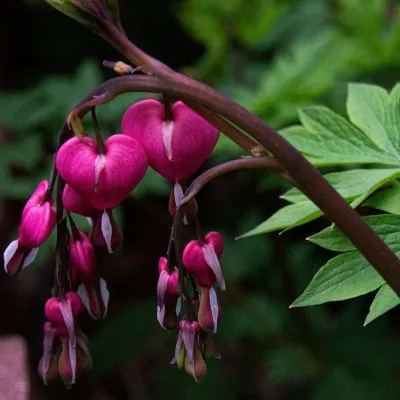 Bleeding Heart