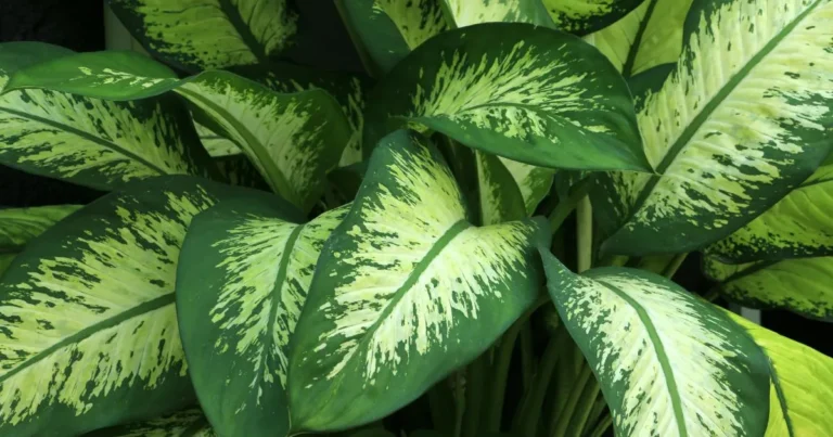 Dieffenbachia Care Guide: How to Grow and Maintain Thriving