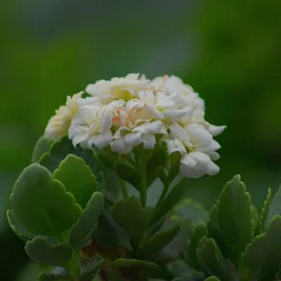 Kalanchoe Plant