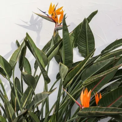 Strelitzia Nicolai