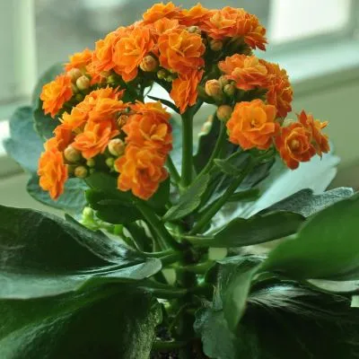 Kalanchoe Plant