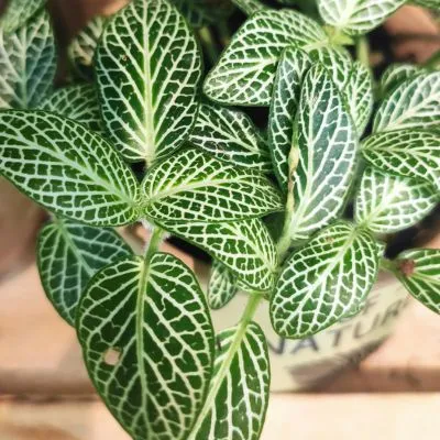 Fittonia Plant 