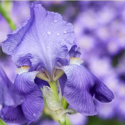 Blue Iris