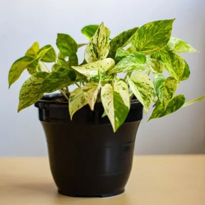 Manjula Pothos