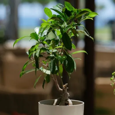 Ficus Bonsai