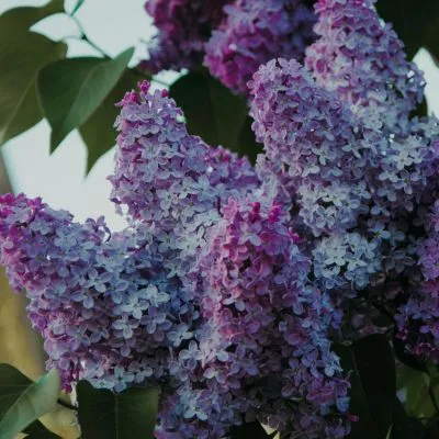 lilac foliage