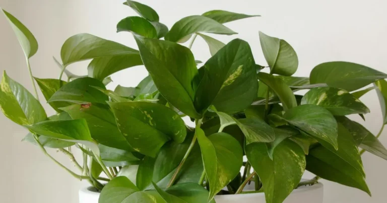 Manjula Pothos Care: 10 Tips for Thriving Growth and Vibrant Variegation