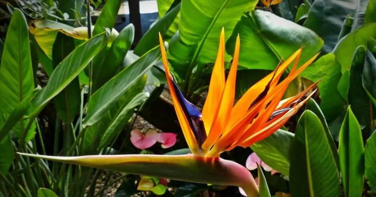 Strelitzia Nicolai: 8 Reasons Why It’s the Perfect Statement Plant