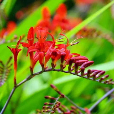 Crocosmia