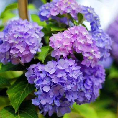 Blue Hydrangea