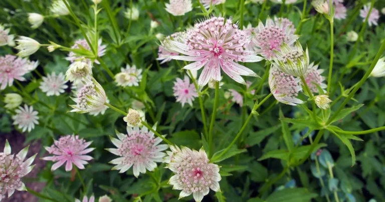 Astrantia Plant Care: Expert Tips for Growing Stunning Masterwort Blooms