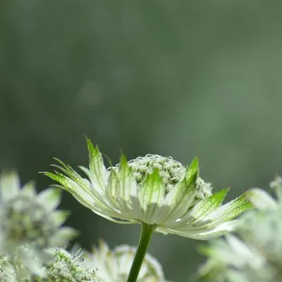 Astrantia