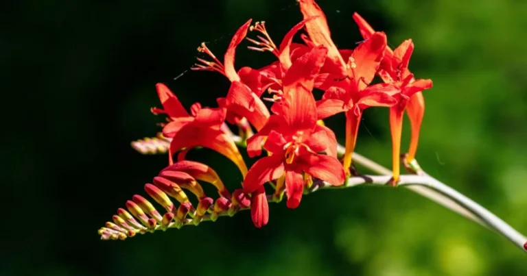 Crocosmia Care Made Easy: Tips for Vibrant Blooms in Your Garden