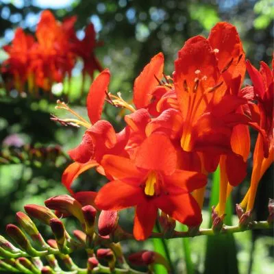 Crocosmia 