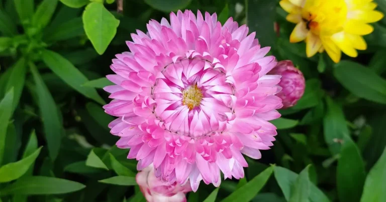 Strawflowers: Essential Guide to Growing and Caring