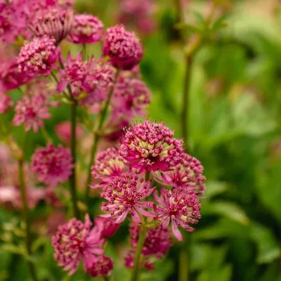 Astrantia