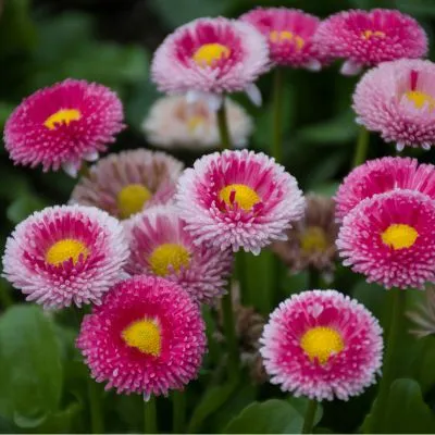 Strawflowers